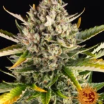 BARNEY'S FARM - STRAWBERRY CHEESECAKE AUTO FEM