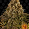 BARNEY'S FARM - LIMONADA DE FRESA FEM