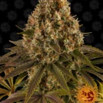 BARNEY'S FARM - ERDBEERLIMONADE FEM