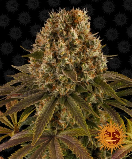 BARNEY'S FARM - LIMONADA DE FRESA FEM