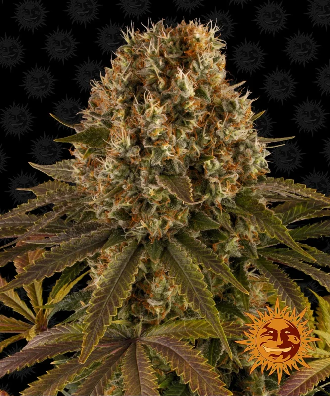 BARNEY'S FARM - LIMONADA DE FRESA FEM - Imagen 2