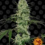 BARNEY'S FARM - TANGERINE DREAM AUTO FEM Disponibili fino a fine scorte