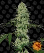 BARNEY'S FARM - TANGERINE DREAM AUTO FEM Disponibili fino a fine scorte