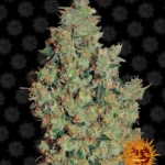 BARNEY'S FARM - TANGERINE DREAM FEM