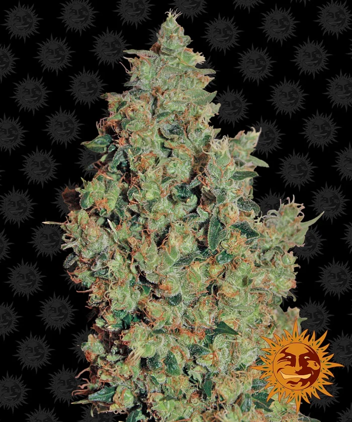 BARNEY'S FARM - TANGERINE DREAM FEM – Image 1