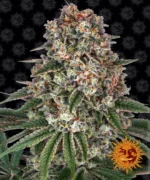 BARNEY'S FARM - TROPICANNA BANANA FEM