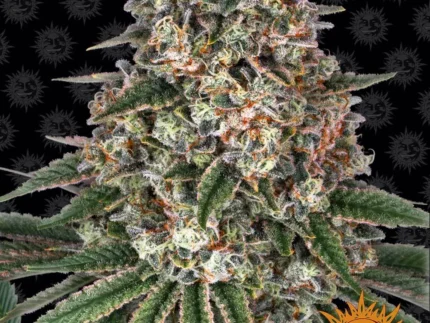 BARNEY'S FARM - TROPICANNA BANANA FEM