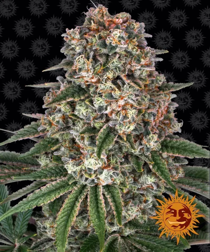 BARNEY'S FARM - TROPICANNA BANANA FEM – Image 1