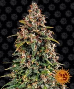 BARNEY'S FARM - WATERMELON ZKITTLEZ AUTO