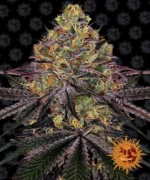 BARNEY'S FARM - WATERMELON ZKITTLEZ FEM