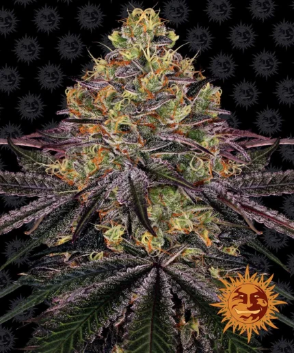 BARNEY'S FARM - WATERMELON ZKITTLEZ FEM