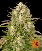 BARNEY'S FARM - WEDDING CAKE AUTO FEM