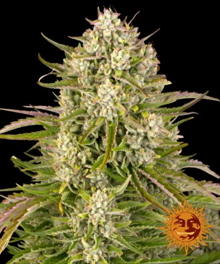BARNEY'S FARM - WEDDING CAKE AUTO FEM