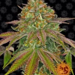 BARNEY'S FARM - WEDDING CAKE FEM