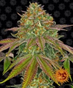 BARNEY'S FARM - WEDDING CAKE FEM