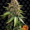 BARNEY'S FARM - WHITE WIDOW XXL AUTO FEM