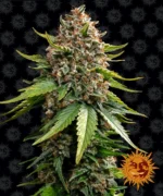 BARNEY'S FARM - WHITE WIDOW XXL AUTO FEM
