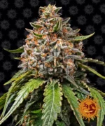 BARNEY'S FARM - WHITE WIDOW XXL FEM