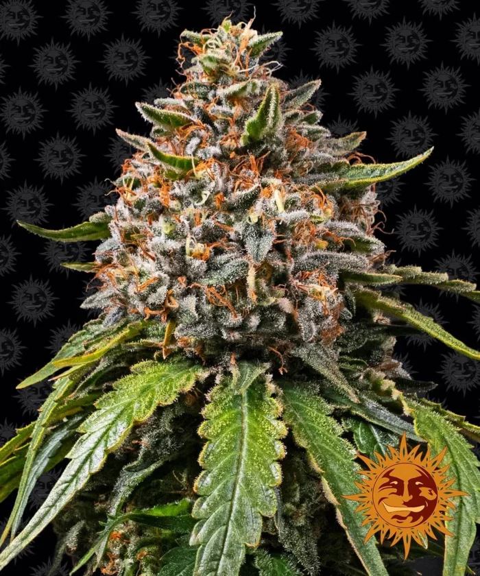 BARNEY'S FARM - WHITE WIDOW XXL FEM - Imagen 1