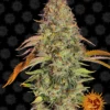 BARNEY'S FARM - ZKITTLEZ OG AUTO FEM