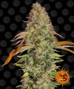 BARNEY'S FARM - ZKITTLEZ OG AUTO FEM