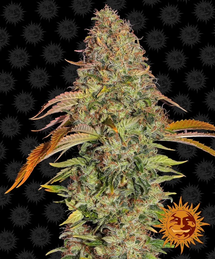 BARNEY'S FARM - ZKITTLEZ OG AUTO FEM – Image 1