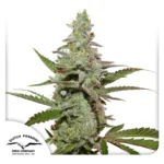 DUTCH PASSION - AMSTERDAM AMNESIA FEM