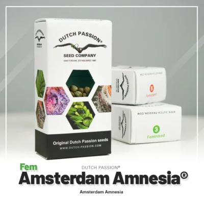 DUTCH PASSION - AMSTERDAM AMNESIA FEM – Image 2