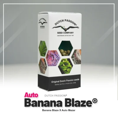 DUTCH PASSION - AUTO BANANA BLAZE - Image 2