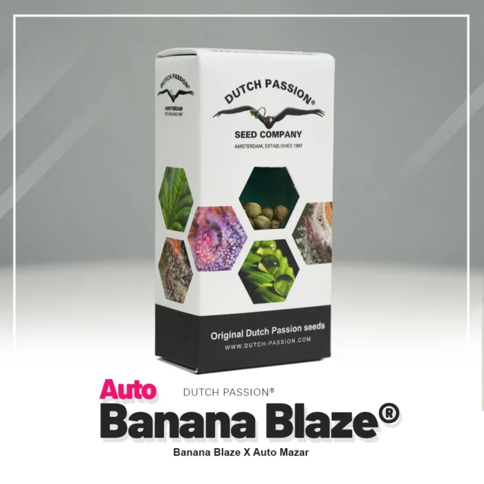 DUTCH PASSION - AUTO BANANA BLAZE – Image 2
