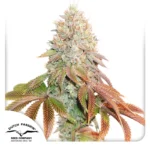 DUTCH PASSION - AUTO BANANA BLAZE