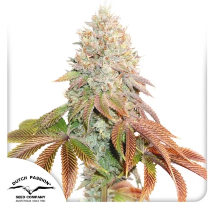 DUTCH PASSION - AUTO BANANA BLAZE