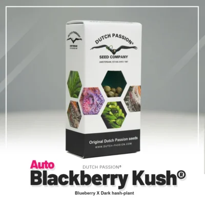 DUTCH PASSION - AUTO BLACKBERRY KUSH FEM – Image 2