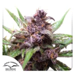 HOLLÄNDISCHE LEIDENSCHAFT - AUTO BROMBEERE KUSH FEM