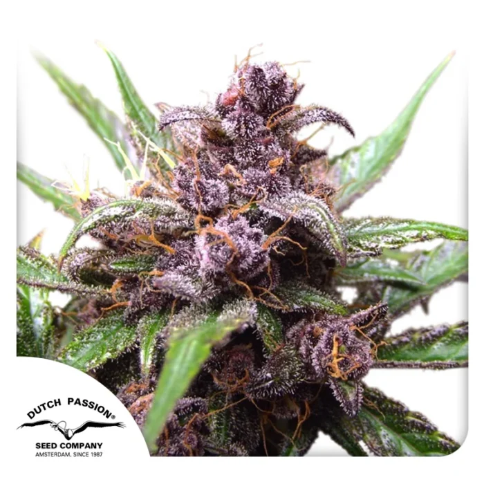 HOLLÄNDISCHE LEIDENSCHAFT - AUTO BROMBEERE KUSH FEM – Bild 1