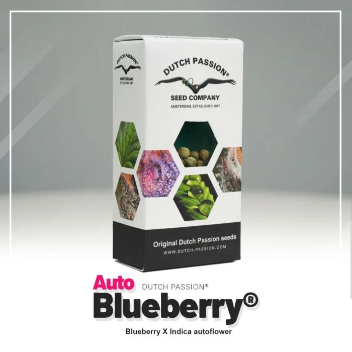 DUTCH PASSION - AUTO BLUEBERRY FEM – Image 2