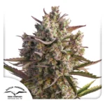 DUTCH PASSION - AUTO BLUEBERRY FEM
