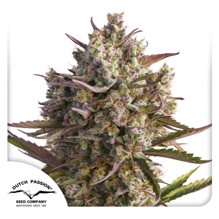 DUTCH PASSION - AUTO BLUEBERRY FEM – Image 1