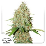 DUTCH PASSION - AUTO BROOKLYN SUNRISE® FEM Disponibili fino ad esaurimento scorte