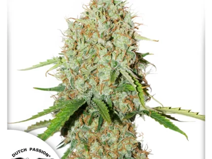 DUTCH PASSION - AUTO BROOKLYN SUNRISE® FEM | 7 SEEDS Available while stocks last