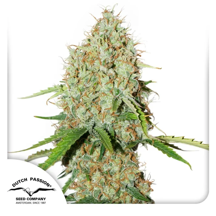 DUTCH PASSION - AUTO BROOKLYN SUNRISE® FEM Disponibili fino ad esaurimento scorte - immagine 1