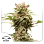 DUTCH PASSION - AUTO CBG-FORCE FEM