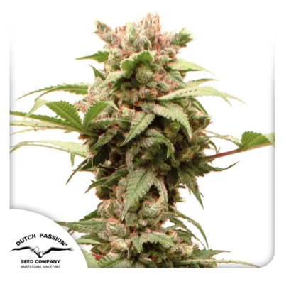 DUTCH PASSION - AUTO CBG-FORCE FEM - immagine 1
