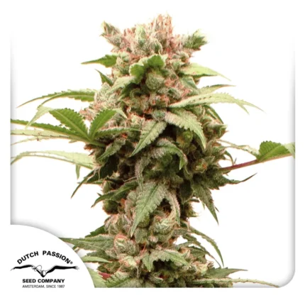 DUTCH PASSION - AUTO CBG-FORCE FEM