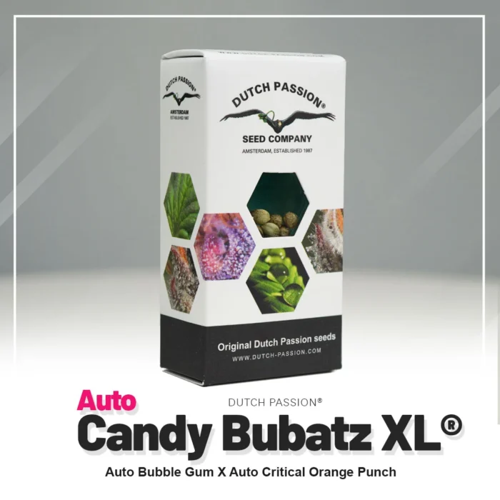 DUTCH PASSION - AUTO CANDY BUBATZ XL FEM | 3 GRAINES – Image 2