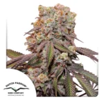 DUTCH PASSION - AUTO CANDY BUBATZ XL FEM | 3 GRAINES