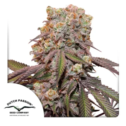 DUTCH PASSION - AUTO CANDY BUBATZ XL FEM | 3 SEMI