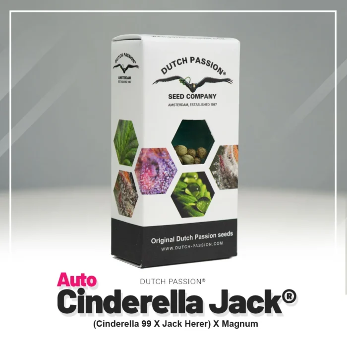 DUTCH PASSION - AUTO CINDERELLA JACK - immagine 2