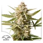 DUTCH PASSION - AUTO CINDERELLA JACK