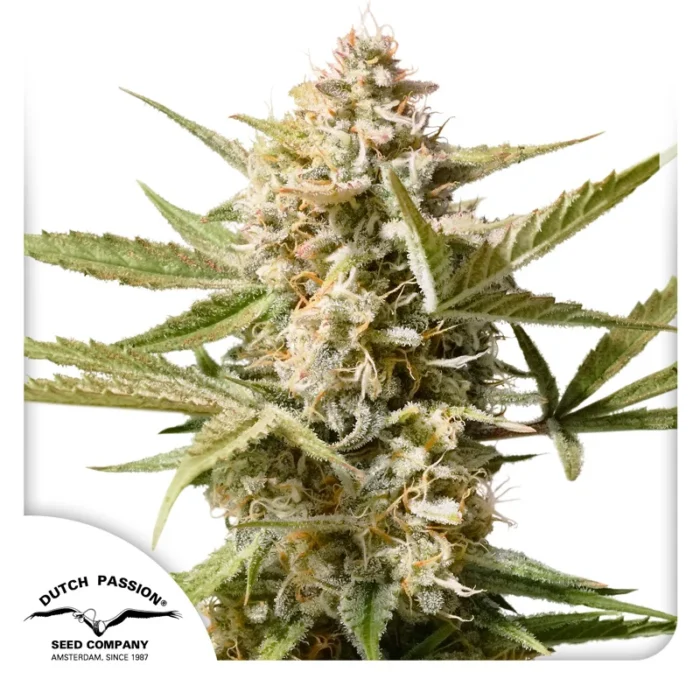 DUTCH PASSION - AUTO CINDERELLA JACK - immagine 1